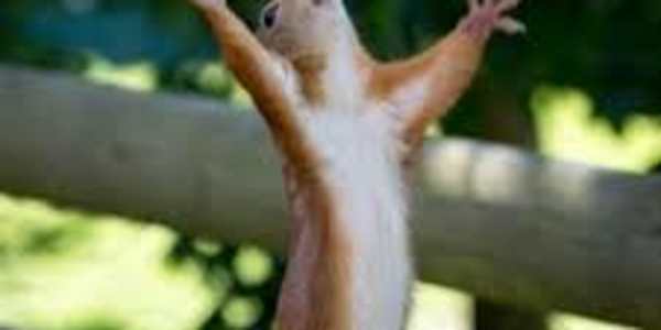 The birth of the Odyssey of Hope series The day after Christmas and the