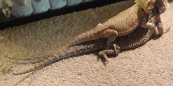 The Day Izzy Turned Black 🐉🌿 One summer day—long before Mushu—we decided