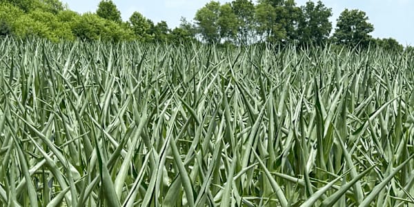 Uncurl and Produce After a week of hot dry weather, our cornfield is