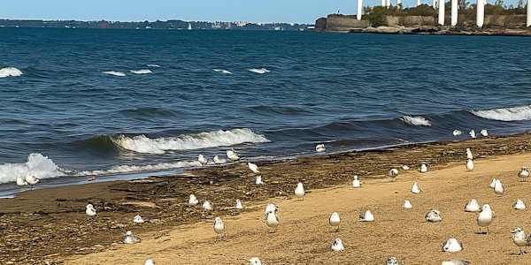 Article in November 2025 Edition - Living Magazines of WNY &nbsp;We made