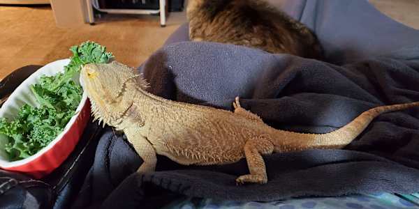 Wick meets Izzy  When we brought Izzy home, Timmie and I set her up in a