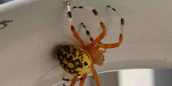 Just in Time for Fall, The Pumpkin Spider Spiders, spiders everywhere you