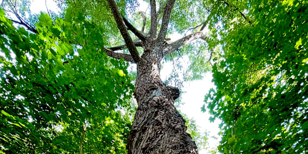 Isn’t Life Strange… When I saw this tree today, I had to take a