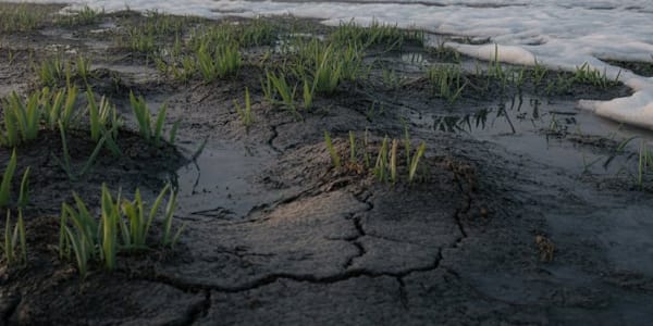 The Groundhog Lied Every year we let a rodent decide our fate.We gather in