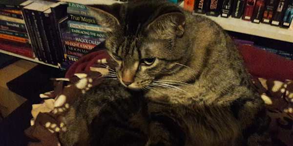 There she was.  On our front porch.  Not curled up. Not begging. Just