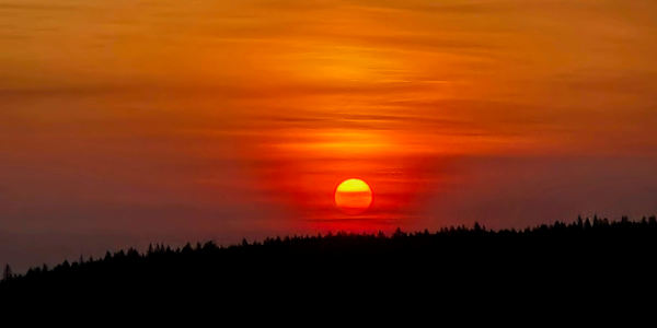 The starlit night In the depths of the forest, where shadows softly