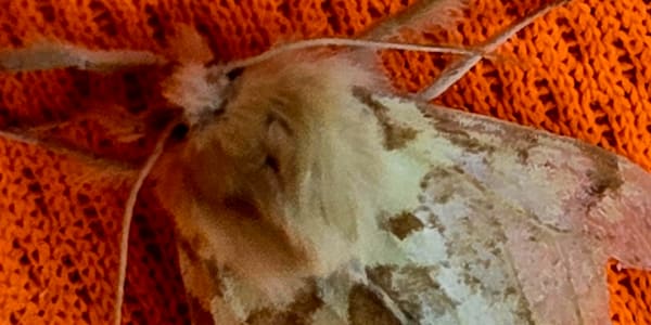 Survival In shadows deep where nightmares tread,Beneath a sky of charcoal