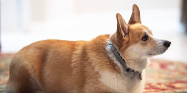 Whiskey is five years old! And a month later, Whiskey turns five! My baby