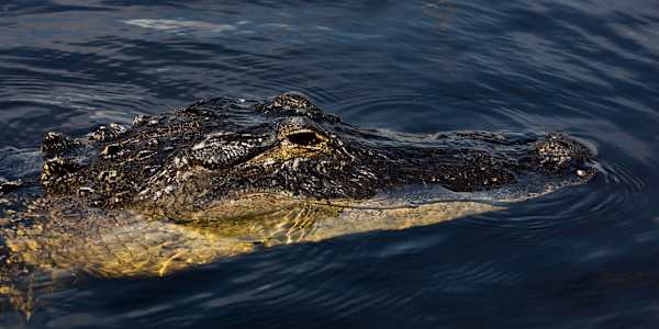 Gator Got Your Granny Do you remember the song, "Polk Salad Annie" by Tony