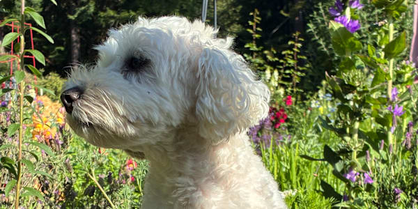 Happy 9th Birthday, Oliver! Today is a special day. &nbsp;Not only is it