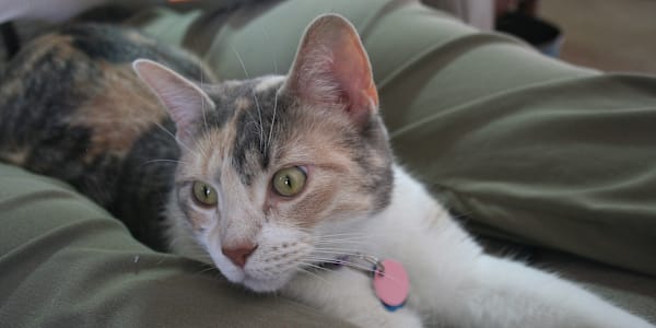 Kindle Unlimited Free Days Full Circle, The Button Boy's Journey, will be