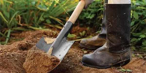 A free short story The GardenerWhen Martin Byrne came down from Dublin, the