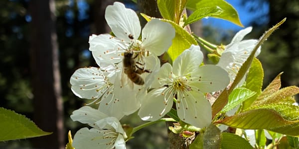It's Spring! Spring is officially upon us, and here in Northern California,