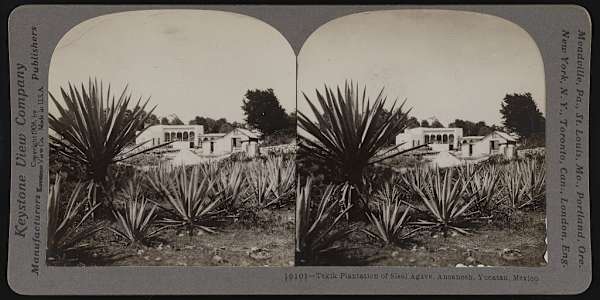 Yaqui Deportations to the Yucatan Henequen Fields Between 1902 and 1908 the