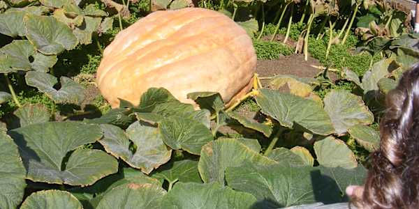 Everyday We Make Time for Our Wants Has a friend or family member ever