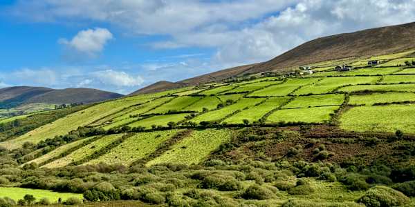 Blog #3 This is a second look at some book excerpts for The Irish Ties That