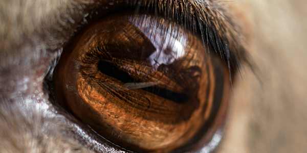 Have You Found Your Little Lie? Have you found your new little lie,&nbsp;A