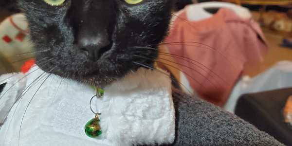 Wick, the Halloween Surprise &nbsp;This year is flying by, and I can't help