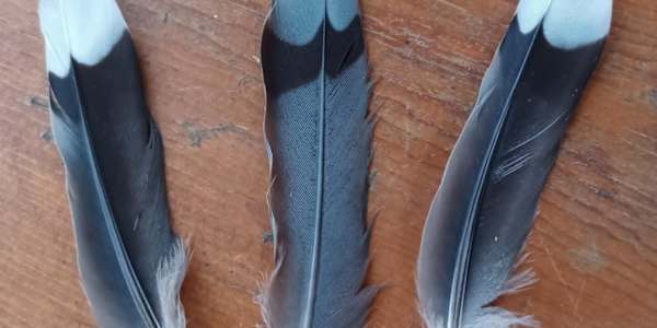 Mourning Dove Feathers In Pipestone Strong, the middle-grade historical