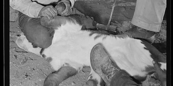 Cattle Brands and Cattle Rustling in Arizona and Sonora Before 1895 an