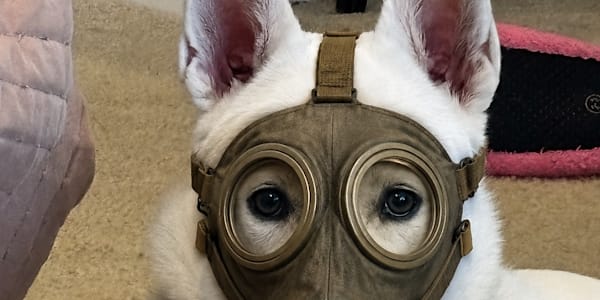 We Are Ready for Our Walk! Gas Masks Required mvb06tslxcyuinwa8911emkx8g7u