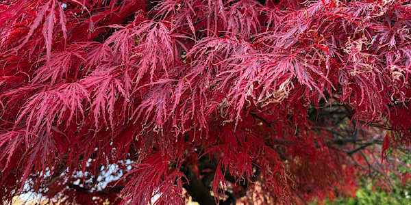 The Little Kid's Tree The Japanese maple in my yard growing up was
