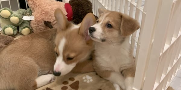 Meet Nugget and Whiskey! Writing about Cannoli, Meg's pet corgi in Hook,