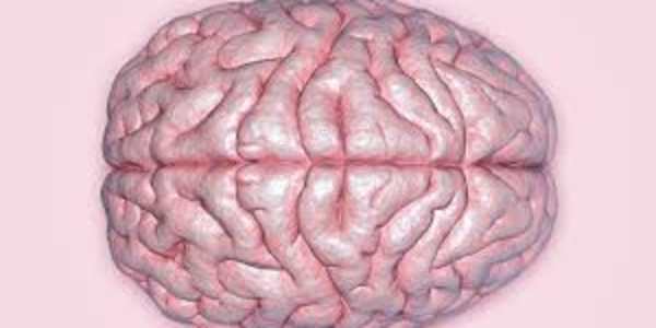 Our Shrinking Brain The human brain had been increasing in size for most of