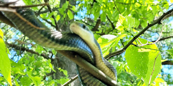 Stealing Dinner When going out for dinner is a life or death struggle.