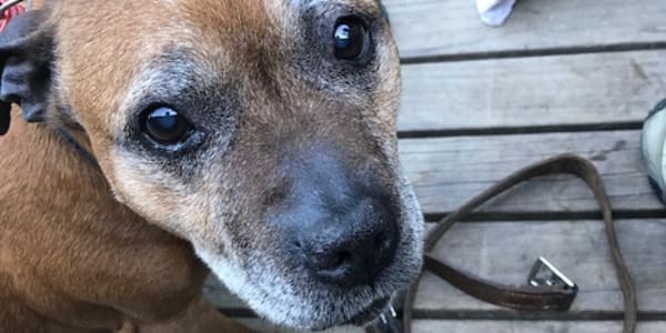 All my dogs I love including dogs as a character's best friend... and there