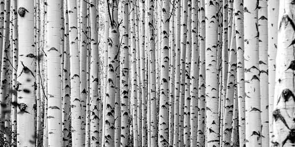 In Our Blood and of Our Will In 2016, I couldn’t fathom a Trump presidency.