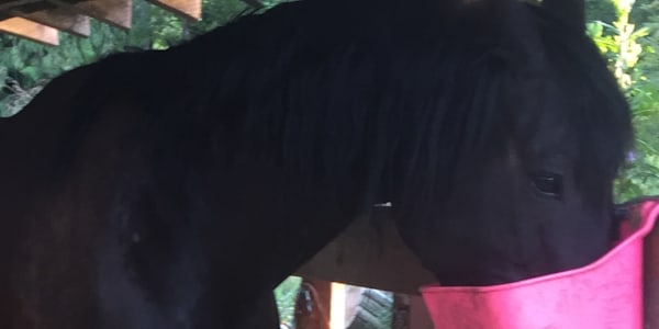 A horse in need is...well, just about any horse. Less than one year ago,