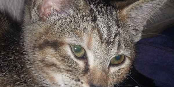 Here comes Tigra &nbsp;Timmie brought Tigra home while I was still grieving