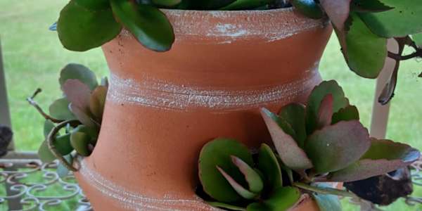 When Being Jaded is a Good Thing woafsrinc88v33oqrrjomtv3fbhk 329.13