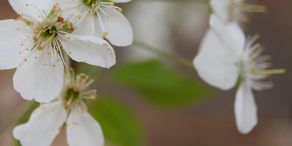 The Blackthorn Challenge - Week 1 A friend recently shared this video on
