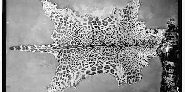 Jaguar Hunting in Nayarit Mexico in the 1950s Jaguar hunting was legal in