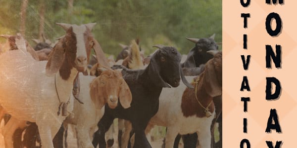 MOTIVATION MONDAY - SUBJECT #98 OF 104 Ten Goat Wife&nbsp; Antonius had to
