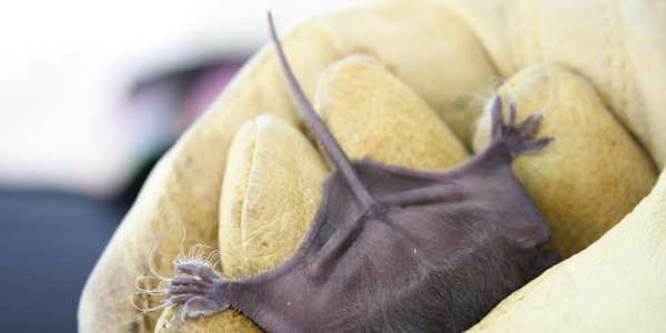 Bats are big business in Texas And apparently you can buy some at a