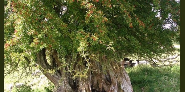 Poison A story of witchcraft, grace, and forgiveness, in audio form on