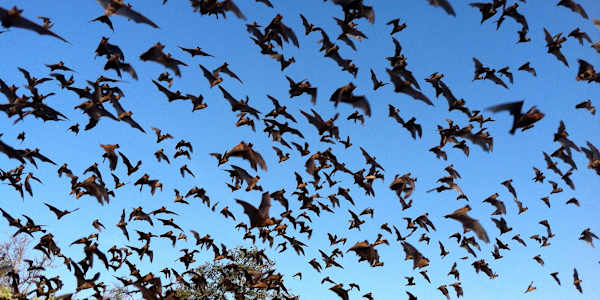 Bracken Cave Bat Colony Yes, I know it's not Halloween yet.&nbsp; We fly in
