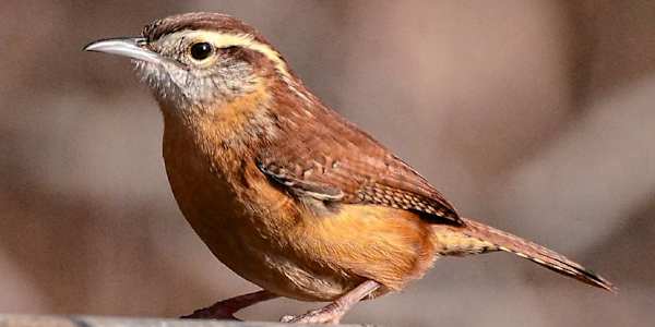 Halfway Through Draft One! Wren, my main (POV) character was named after