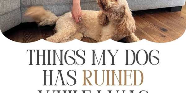 Things My Dog Has Definitely Ruined While I Was Writing Romance There's a