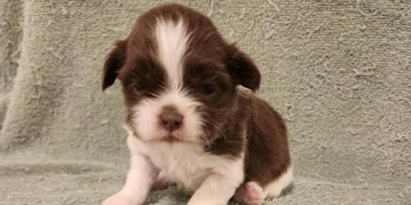 Quigley's Antics: Coming Home Quigley was tiny as a baby—emphasis on was.