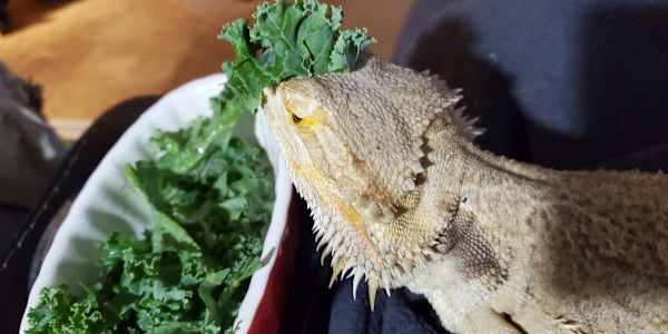  The First Dragon Queen 🐉✨ Izzy wasn’t just the first dragon.&nbsp;She was