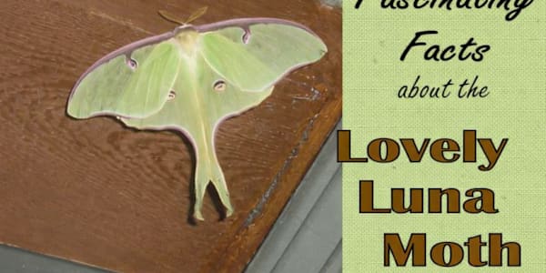 Fascinating Facts About the Lovely Luna Moth Luna, the beautiful, large