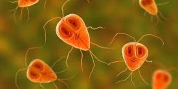 Killing the Host It is a life and death issue for parasites that they avoid