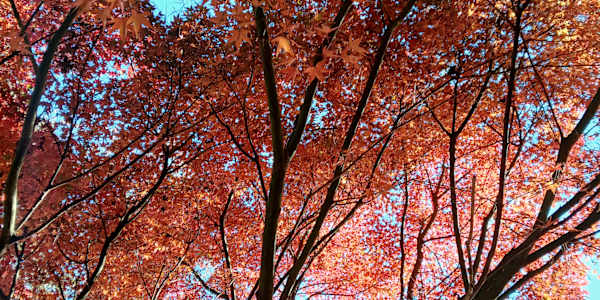 SPEAKING OF HISTORICAL FICTION WELCOME!Welcome to the first issue of our