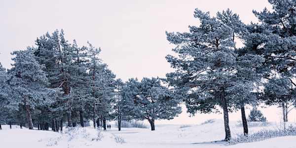 Winter Was Never the End of the Story On quiet seasons, unseen growth, and