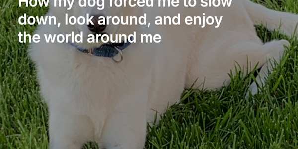 From Rescue Dog to Spiritual Guide: How my dog forced me to slow down, look