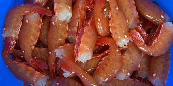 Foraging Notes from the Salish Sea I am working on a new set of stories
